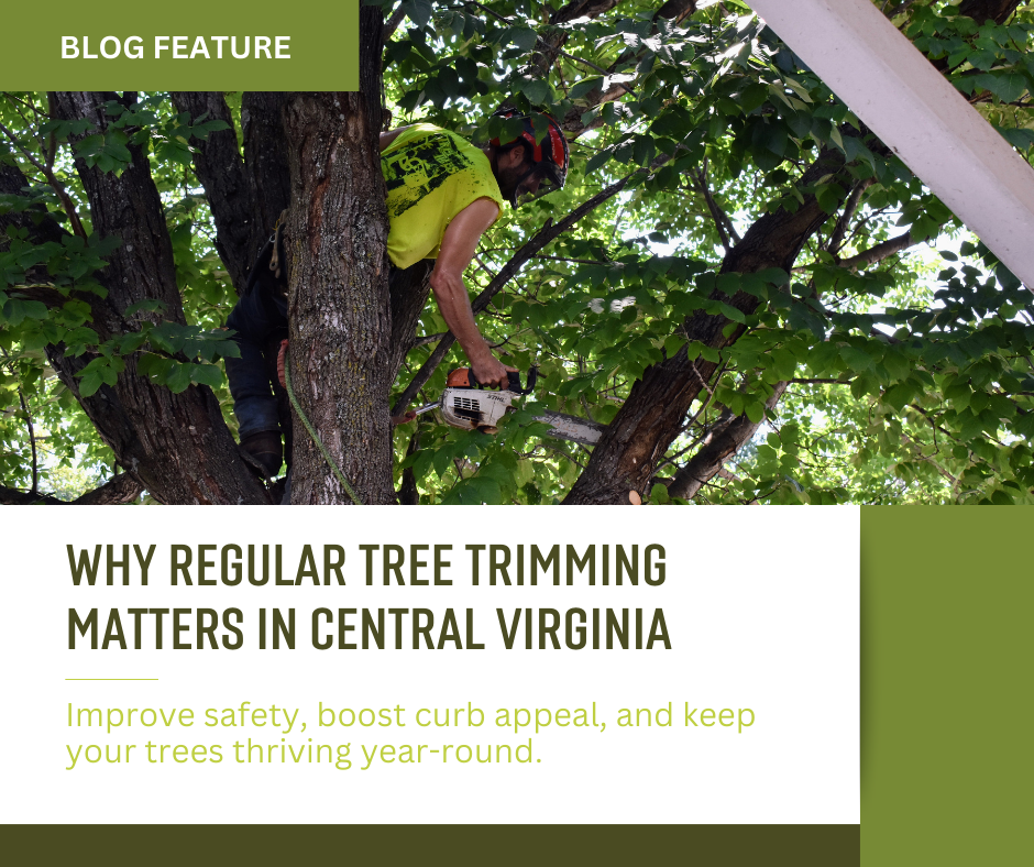 Blog pics for website (1)